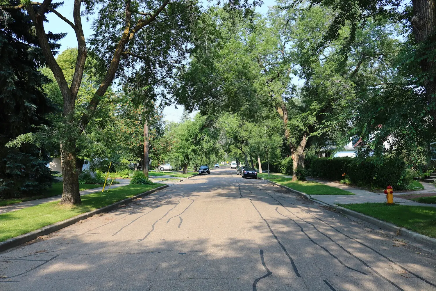 Treelined street near the University of Alberta